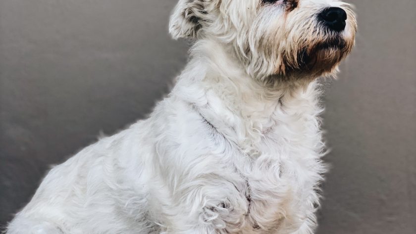 Comment Créer un Espace de Vie Écologique