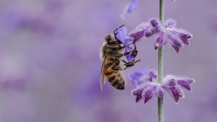 La protection des abeilles : Pourquoi elles sont essentielles et comment les sauver