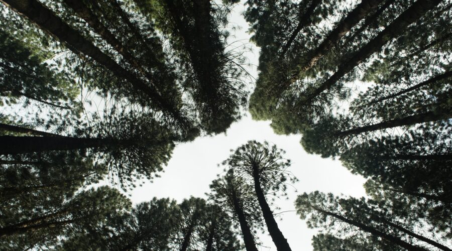 Comment Soutenir des Initiatives de Reforestation