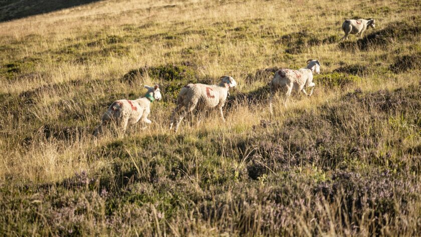 L&rsquo;énergie solaire domestique : Tout ce que vous devez savoir