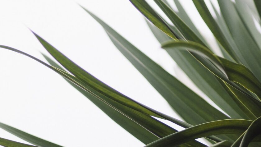 Comment créer un jardin de plantes indigènes pour la faune locale